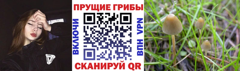 Псилоцибиновые грибы MAGIC MUSHROOMS  Купить  Азнакаево 